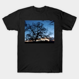 Evening Oak T-Shirt